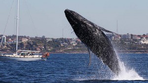 whale watching 5